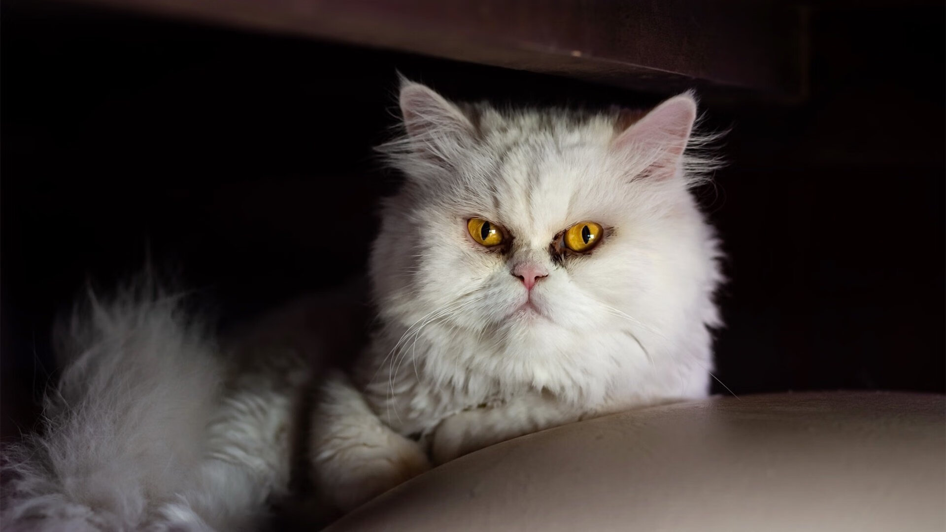 末节之王文班亚马接管比赛,骑士狂胜湖人背后的战术革命